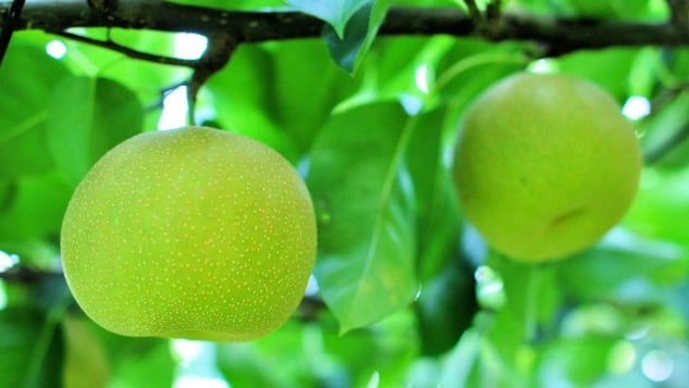 Wenn Sie gehen, ist dies der Ort! 8 beliebte Erfahrung in Tottori, die jeder beneiden wird