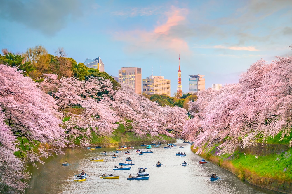 Beliebte Kirschblütenfestivals in Japan für diesen Frühling abgesagt