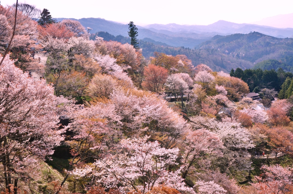 Die besten Orte, um Kirschblüten in Japan zu sehen
