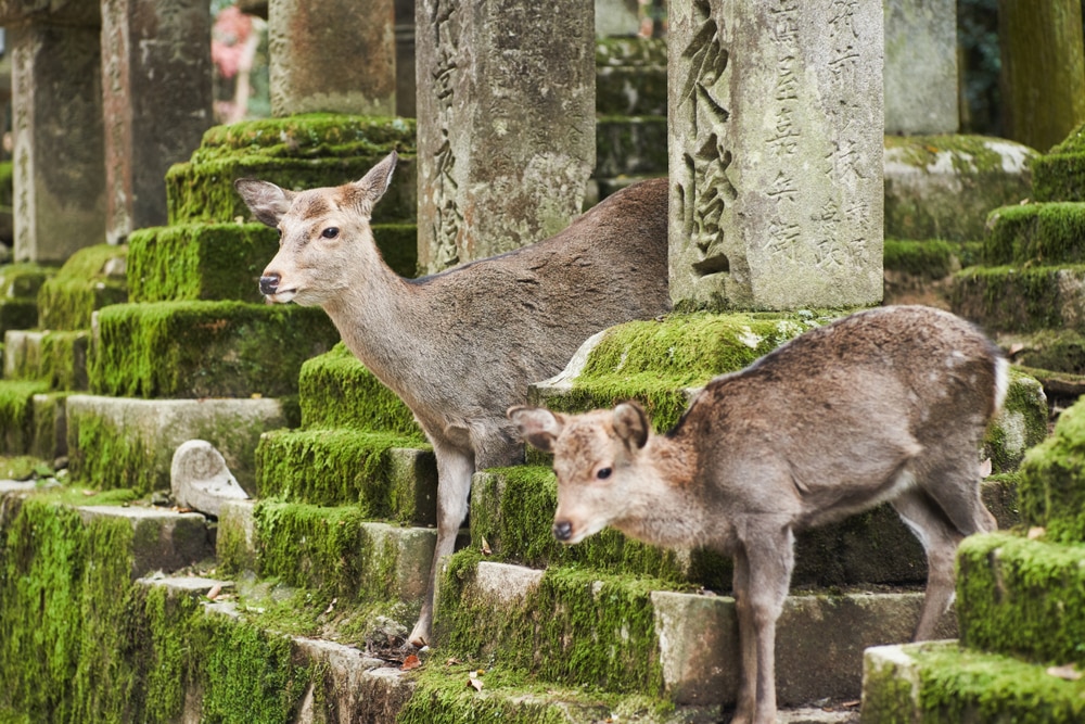 Top 10 Dinge in Nara außerhalb des Nara Park zu tun