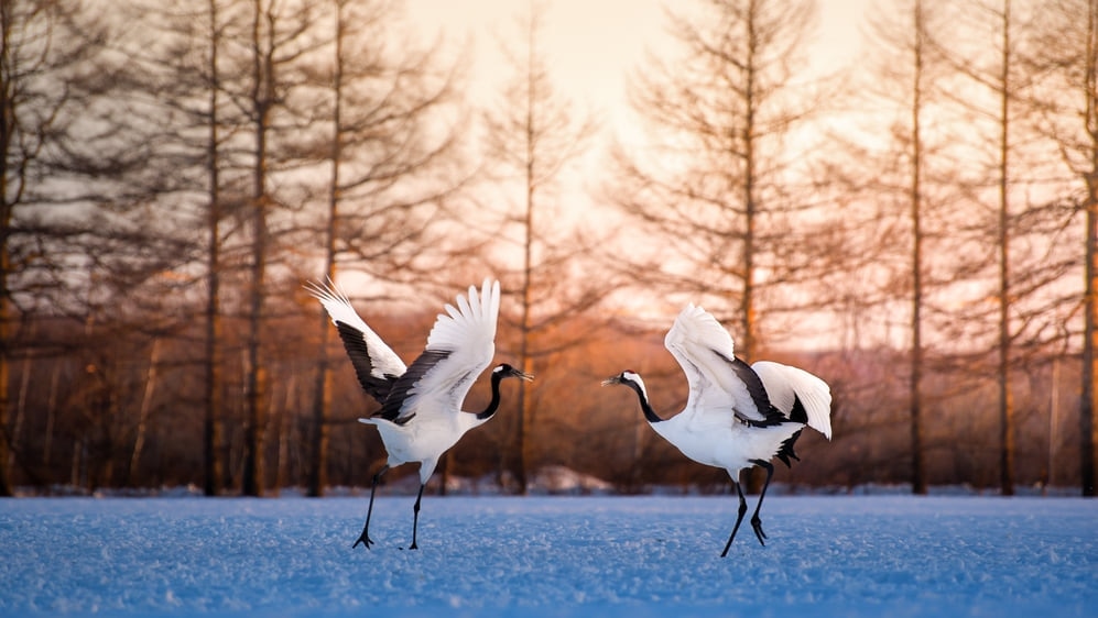 15 Empfohlene Sehenswürdigkeiten in Kushiro! Touristeninformationen für die größte Stadt im Osten von Hokkaido