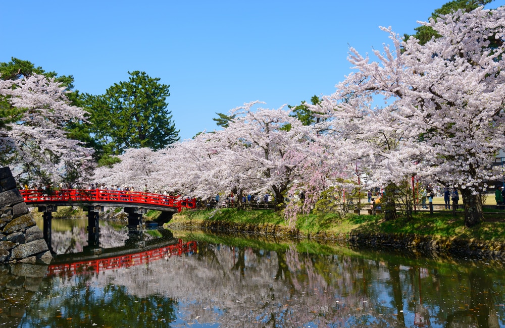 Die Top Cherry Blossom Vousing Spots in Nordjapan