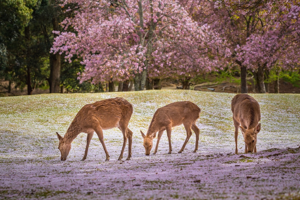 Muss Orte in Japan für Tierliebhaber