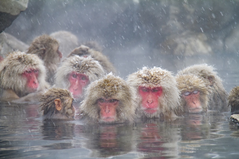 Wie man die heißen Frühling sieht, badet Schneeaffen in Japan