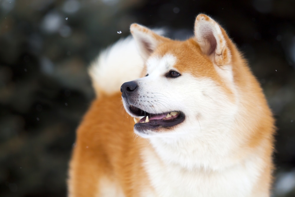 Die 10 besten Dinge in Akita, dem Geburtsort von Hachiko