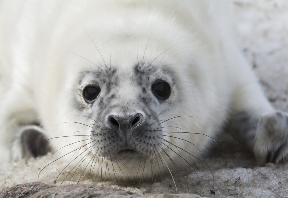 Die 7 besten Naturtourismusziele in Estland