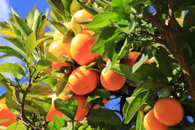 6 Empfohlene Erfahrungsstellen in der Präfektur Aichi! Selbst auf einer Tagesausreise voll zufriedenstellend ♪