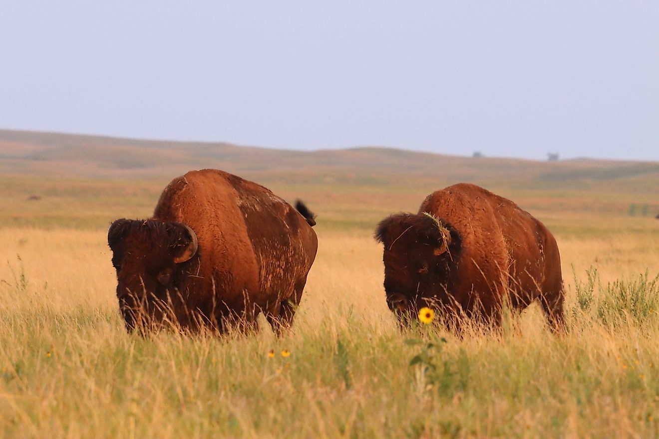 Montanas Big Sky Icon: Der Bison