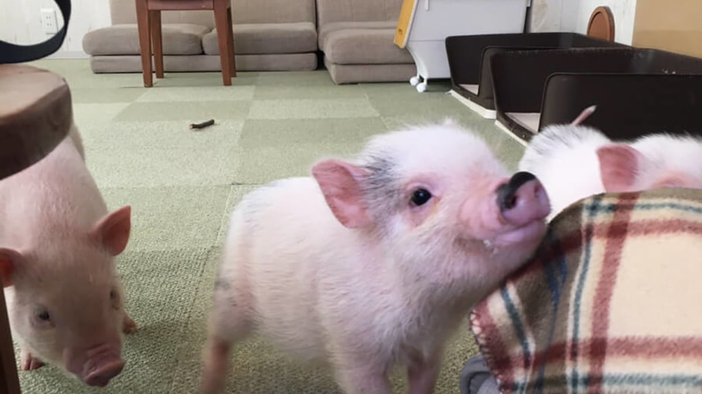 [Meguro/Harajuku/Osaka] Japans erste! Interagieren Sie mit Mikroschweinen im „Mipig Cafe“ 🐷💕 🐷💕