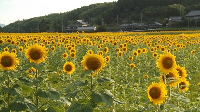 Einführung in 9 empfohlene Touristenplätze in Manno Town, Präfektur Kagawa, und nimmt das Beste aus Natur- und Wasserquellen