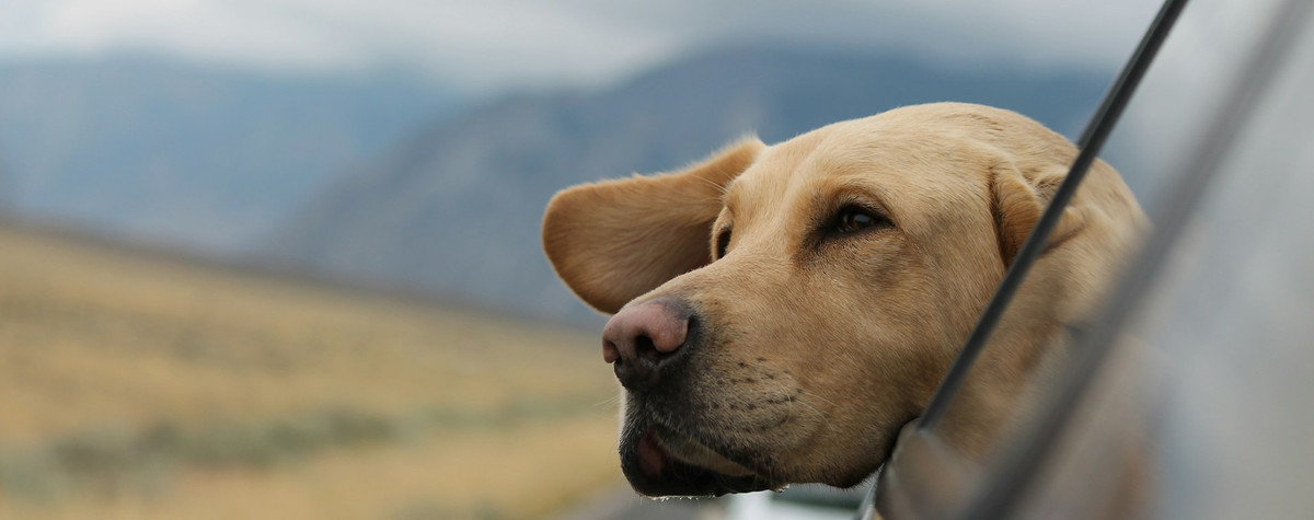 Reisen Sie als digitaler Nomade mit Ihrem Haustier: als praktischer Leitfaden