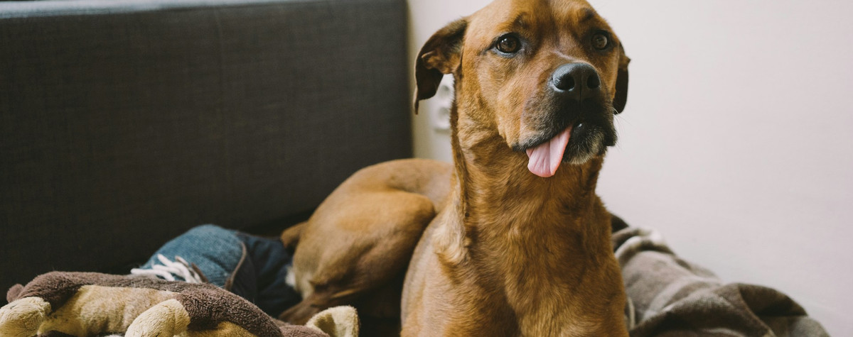 Tipps zur Festlegung der besten PET 