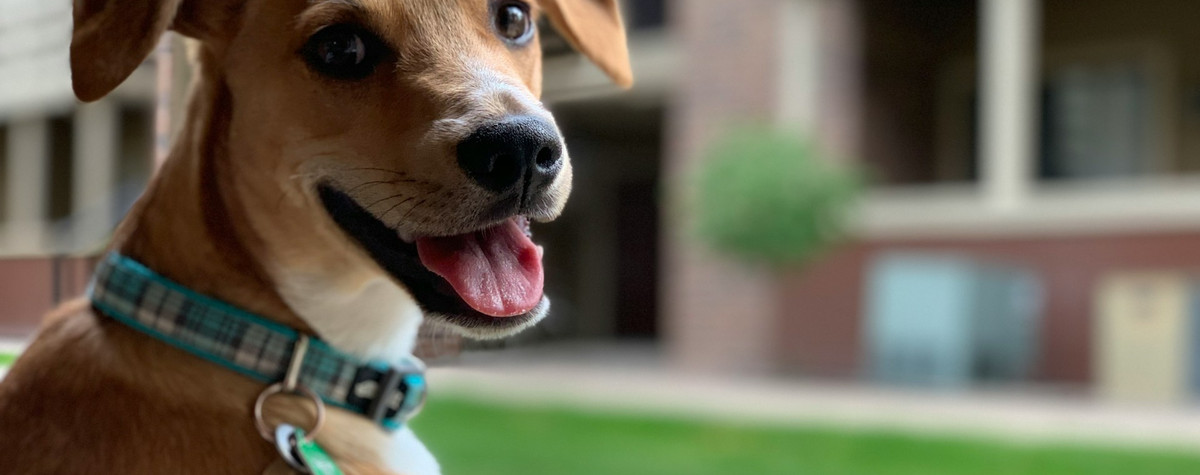 Ultimative Leitfaden für einen tierfreundlichen Urlaub in Portugal: Top-Tipps und 5 erstaunliche Städte zum Erkunden