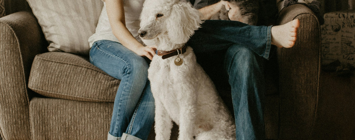 Tipps, um Ihren Vermieter zu überzeugen, damit Sie ein Haustier in Ihrer Wohnung behalten können