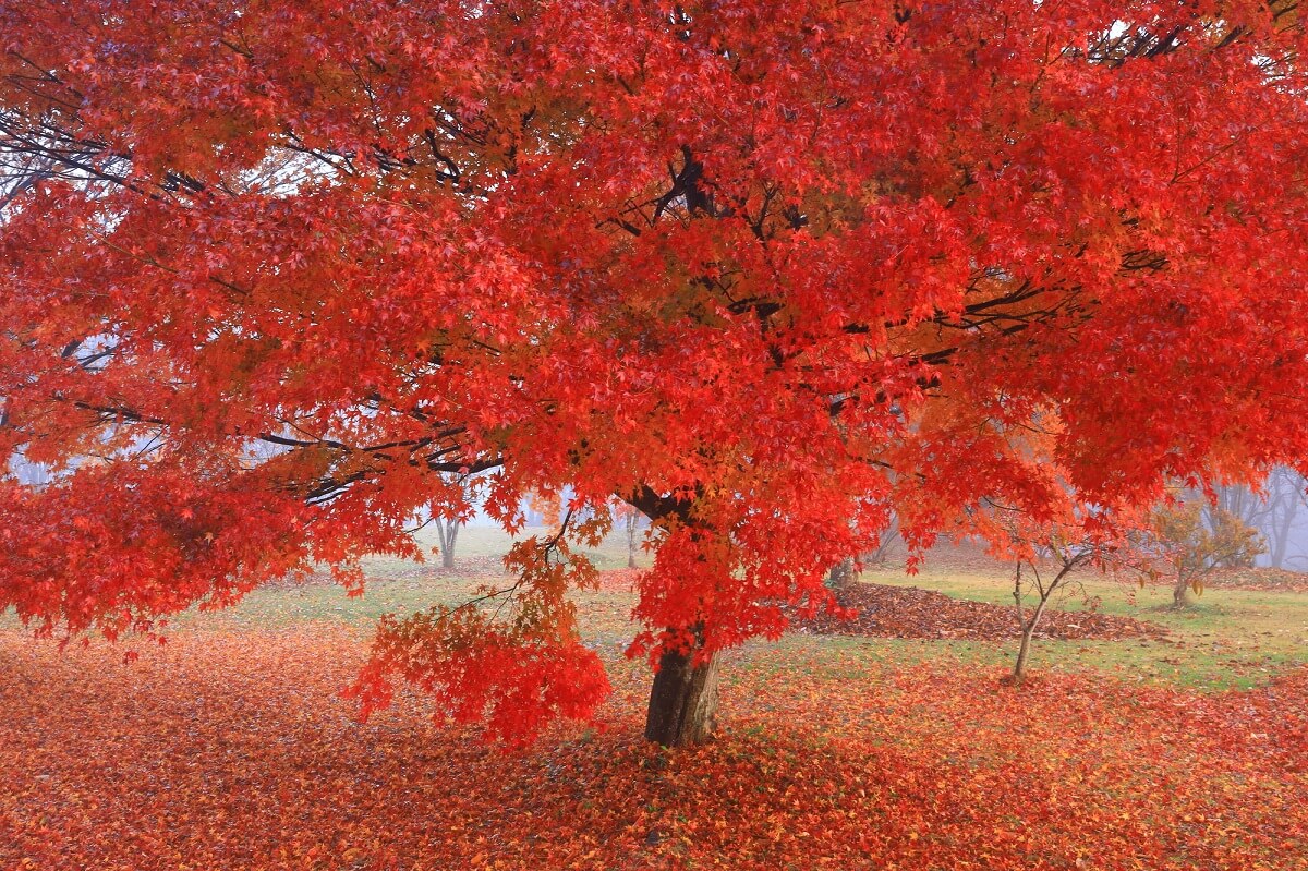 6 Touristenplätze in Kitakami, Präfektur Iwate,