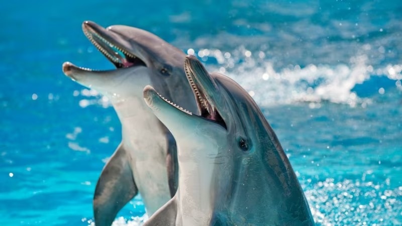 Ein abgelegenes Inselresort nur eine Stunde von Nagoya entfernt! 7 Plätze auf Himakajima