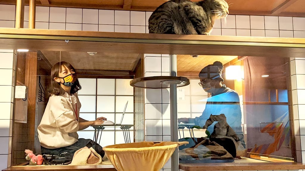 Telearbeit mit Katzen! Die „Nekohatago 