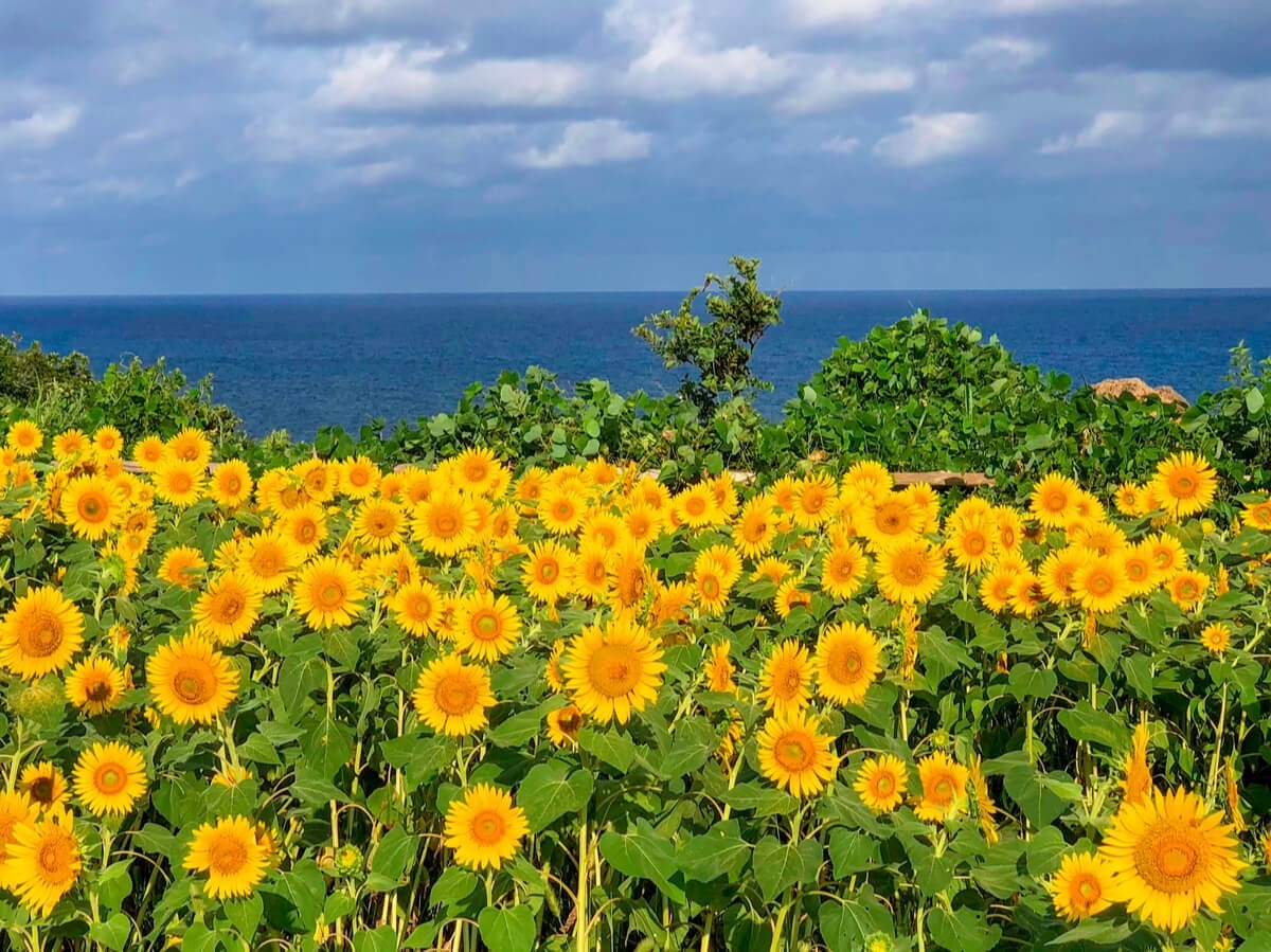 [2021 Ausgabe] 15 Sonnenblumenfelder in ganz Japan, um diesen Sommer zu besuchen!