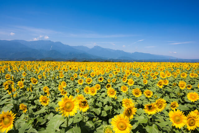 Genießen Sie Natur, Kunst und Verkaufsstellen! 10 Touristenplätze in Hokuto City, Yatsugatake,