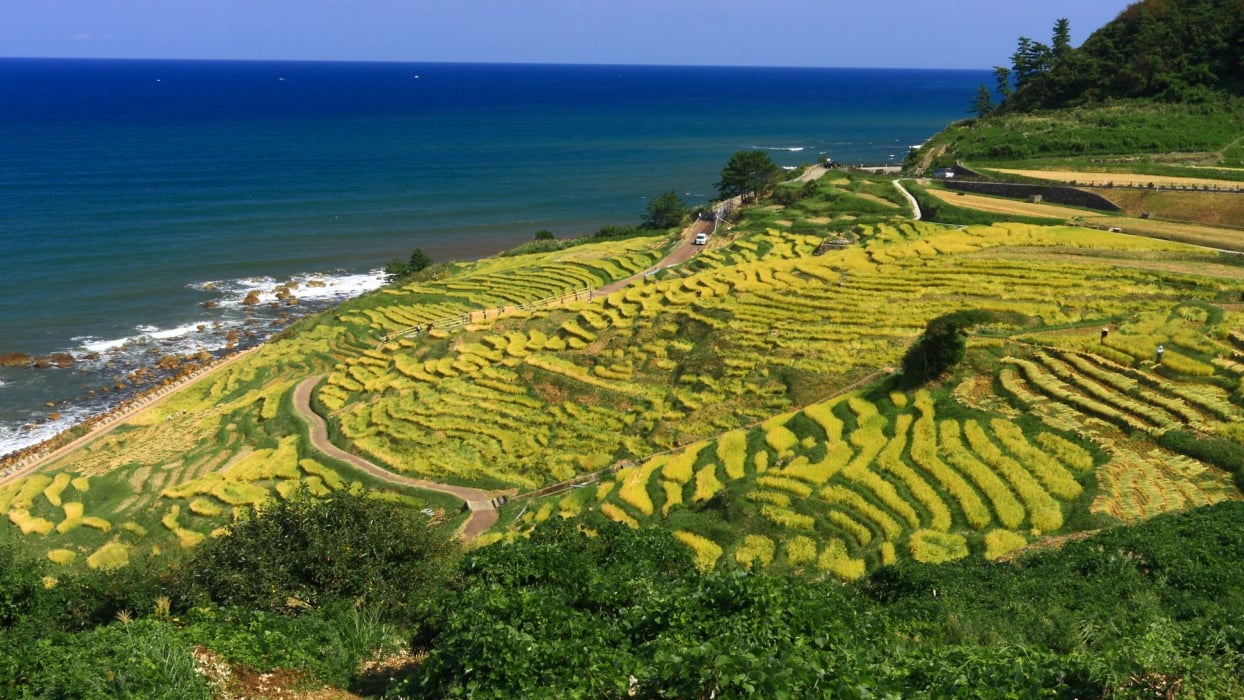 Die vielen Gesichter von Shirokome Senmaidas Charme ｜ empfohlenen malerischen Ort in Noto (Wajima, Ishikawa)