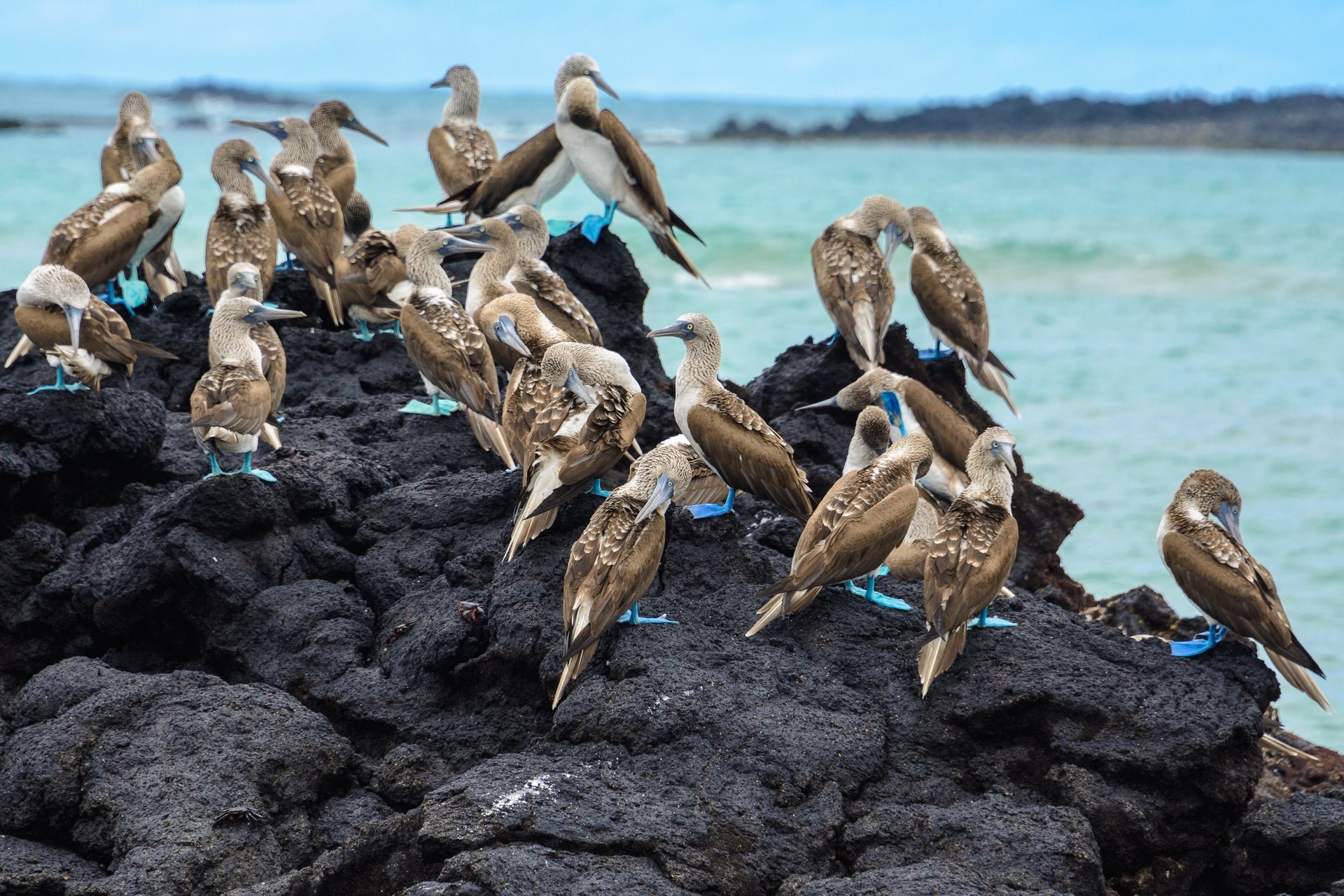 27 bemerkenswerte Tiere auf den Galapagos 