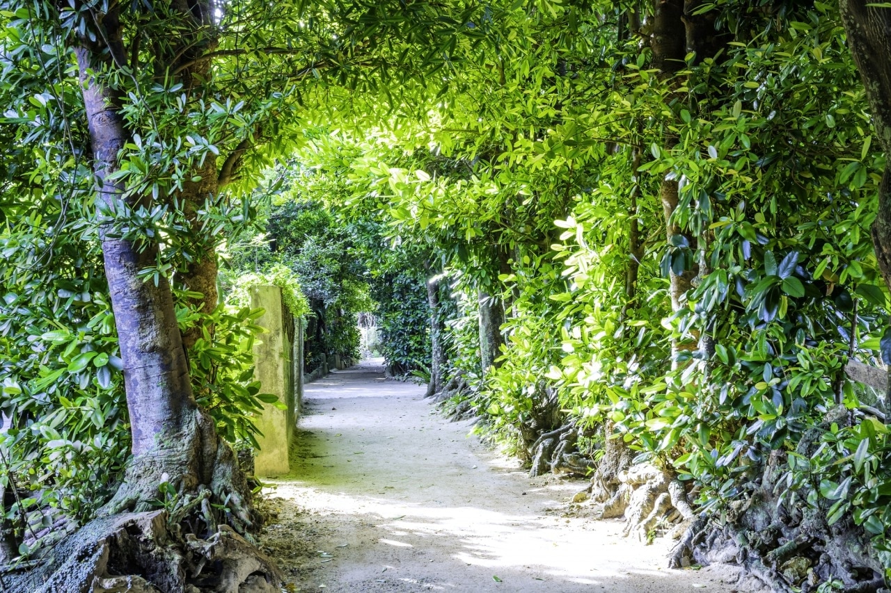 Spazieren Sie durch Okinawas fukugi-Baumpfad! Ein beeindruckender Ort, der Sie mit 20.000 Fukugi 