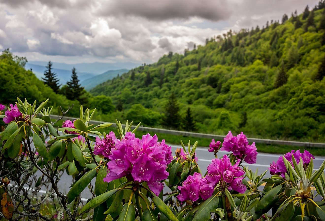 Mist Veils Wildblumen 
