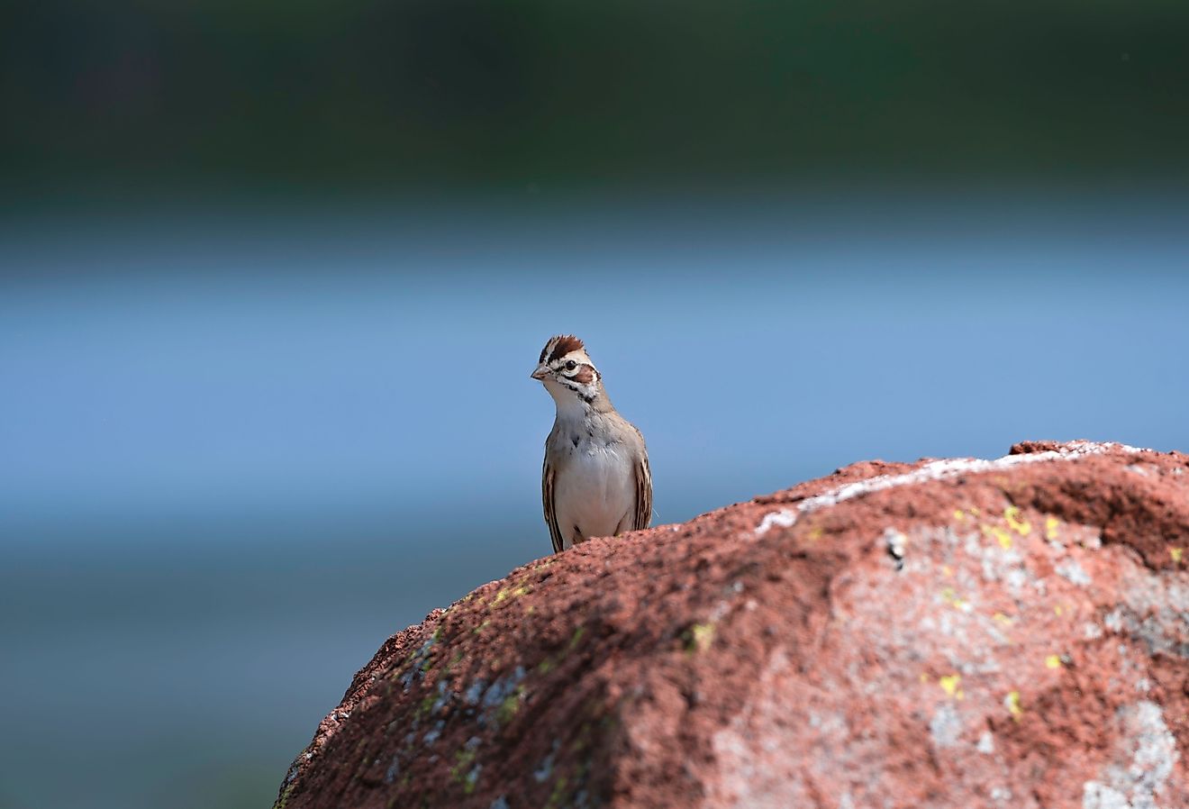 5 gefährdete Tiere, die in Ohio ums Überleben kämpfen