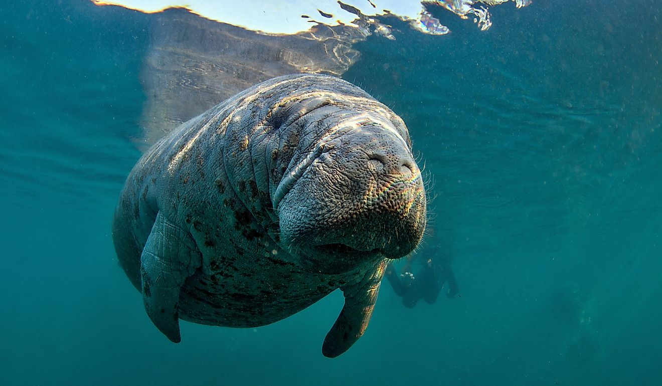 5 gefährdete Tiere, die in Mississippi ums Überleben kämpfen