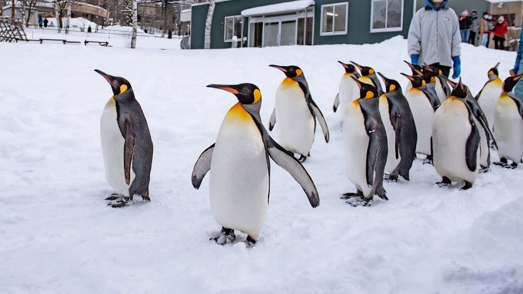 Spaß für die ganze Familie! 4 sorgfältig ausgewählte Touristenplätze in Asahikawa, Hokkaido!