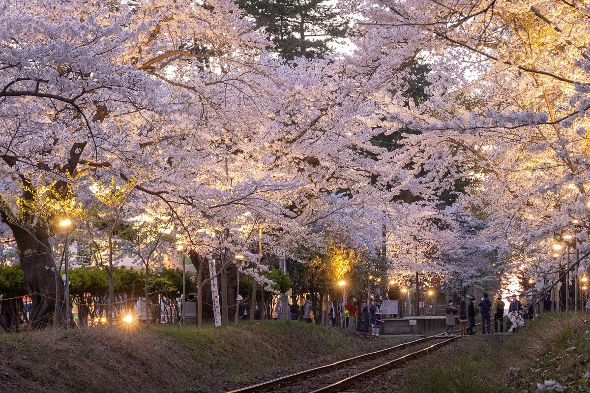 7 Empfohlene Touristenplätze in Goshogawara! Spazieren Sie durch die Stadt, in der Osamu Dazai aufgewachsen ist!