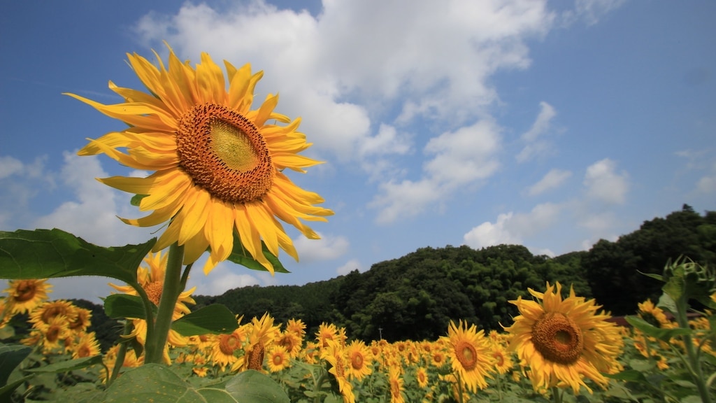 Empfohlene Touristenplätze in Miyoshi City 