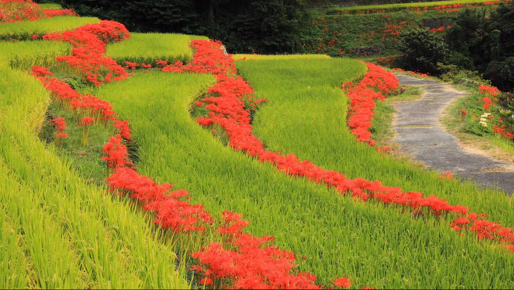 Eine Reise, um die Seele in reicher Natur zu heilen. 8 Sehenswürdigkeiten in Ogi City