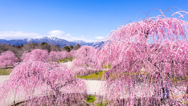 9 Touristenattraktionen in Suzuka-Entdecken Sie mehr als nur die berühmte Rennstrecke!