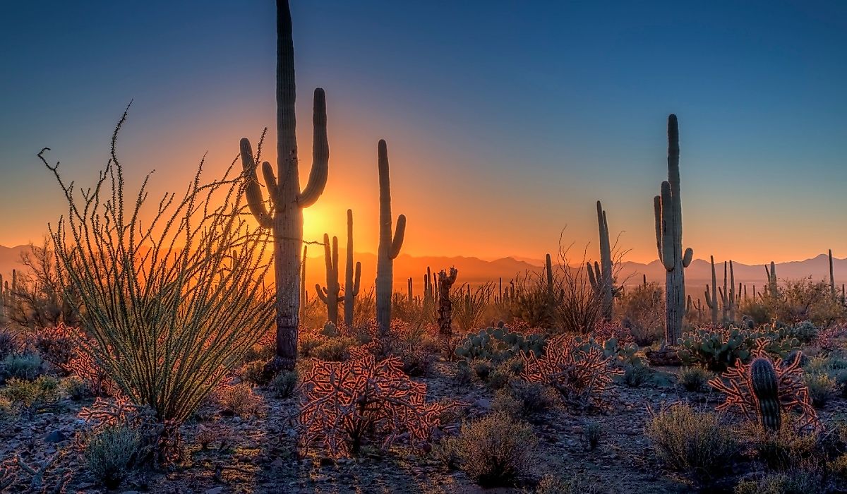 Der Saguaro-Nationalpark stellt riesige Kakteen vor feurigen Sonora-Sonnenuntergängen dar