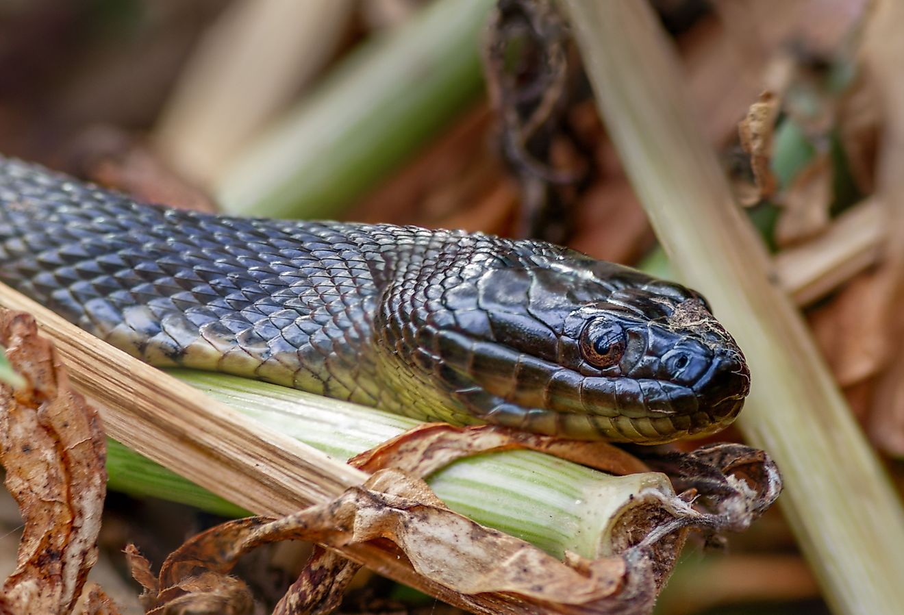 Die am stärksten von Schlangen befallenen Seen in Louisiana