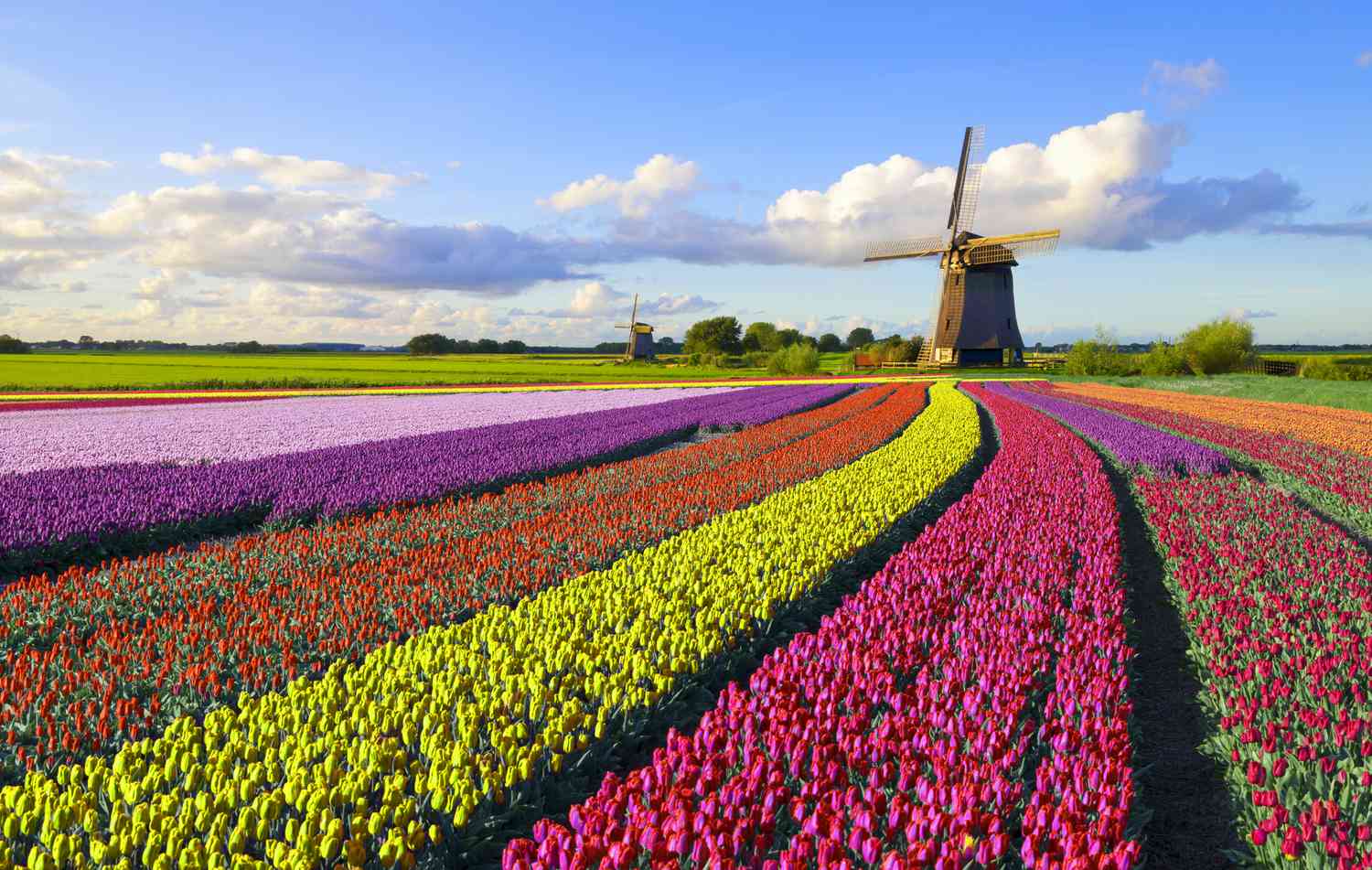 Die beste Zeit, um die Niederlande zu besuchen