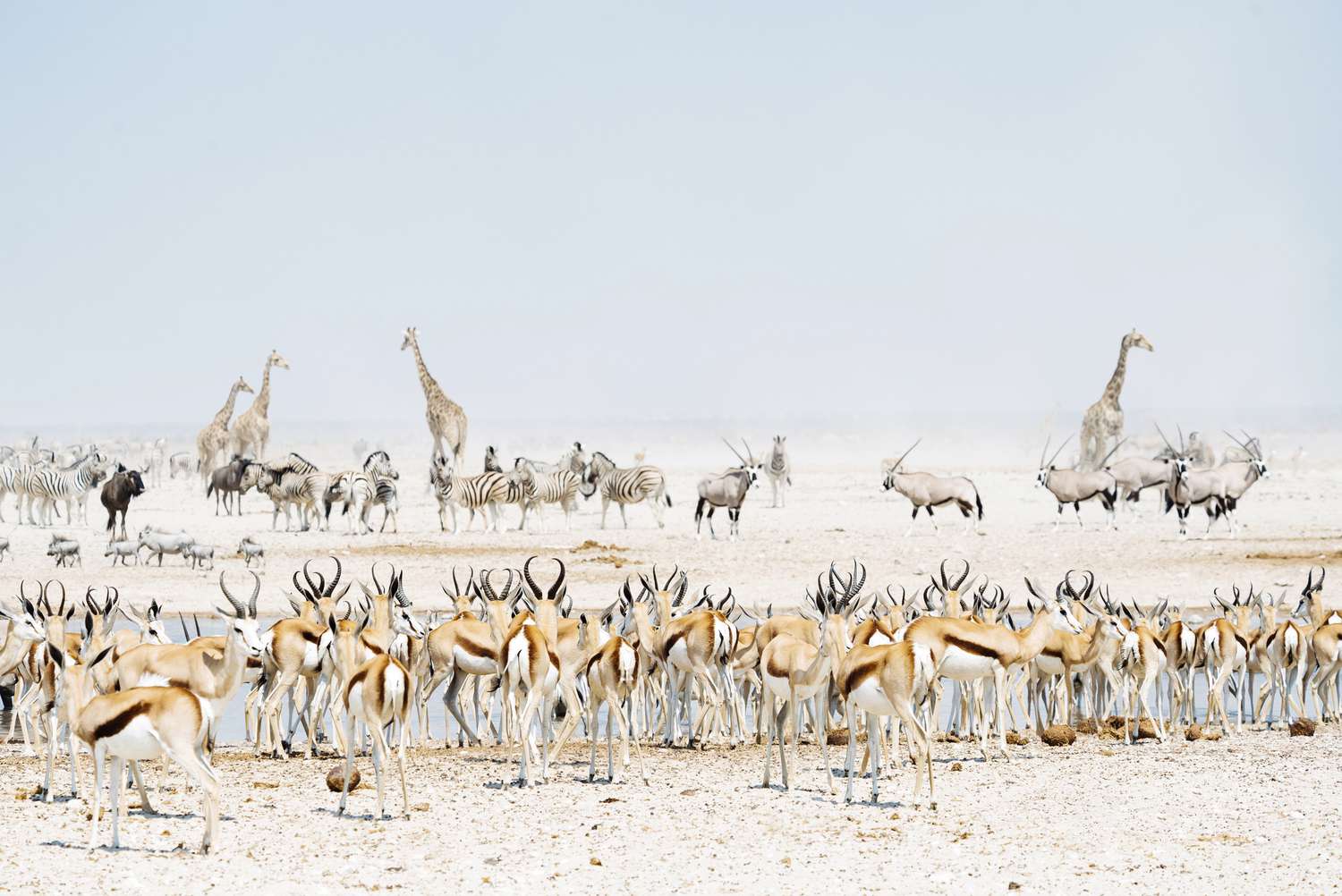 Etosha National Park: Der komplette Leitfaden