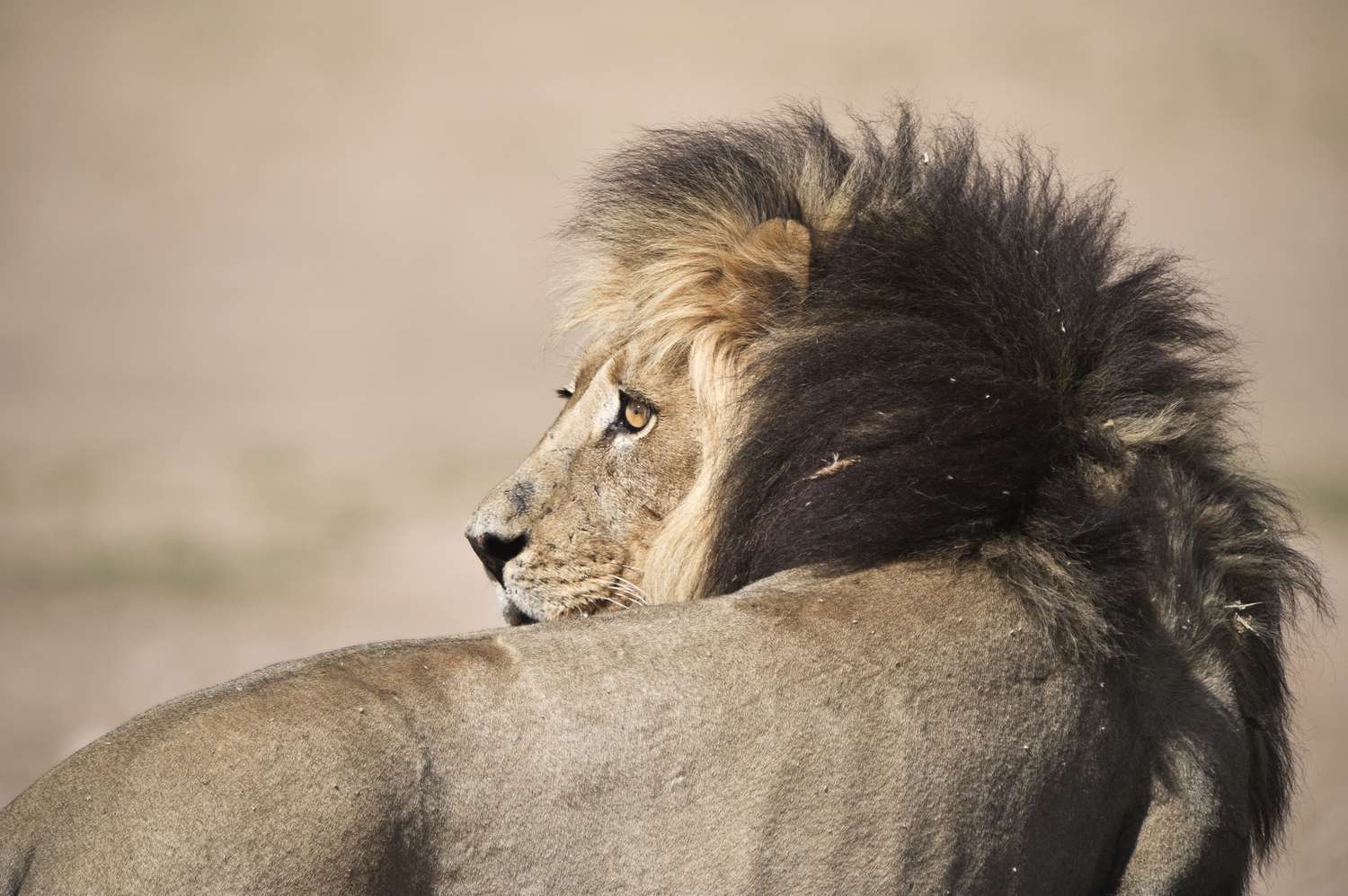 10 der besten Orte in Botswana