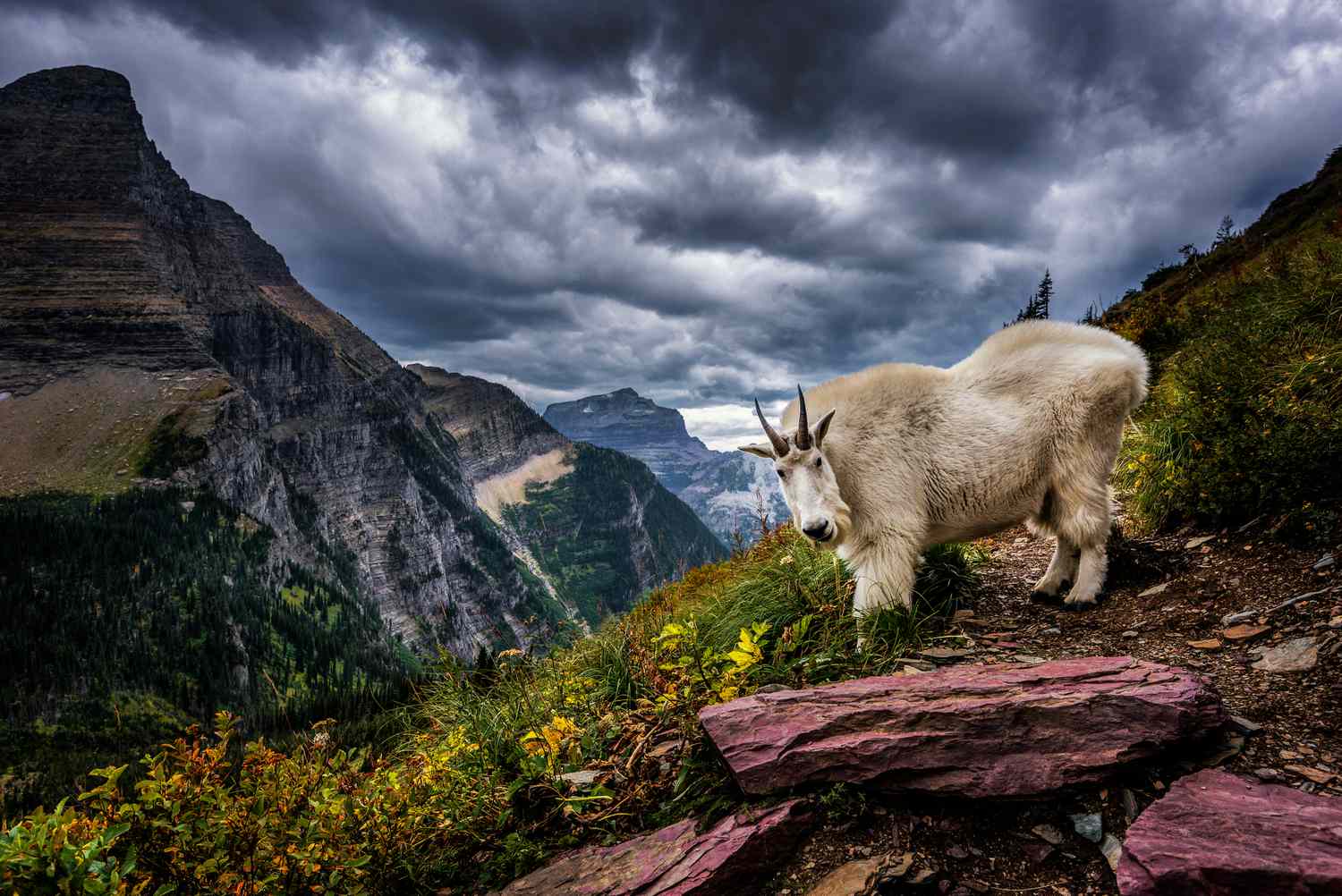 Die 10 besten Wanderungen im Glacier National Park
