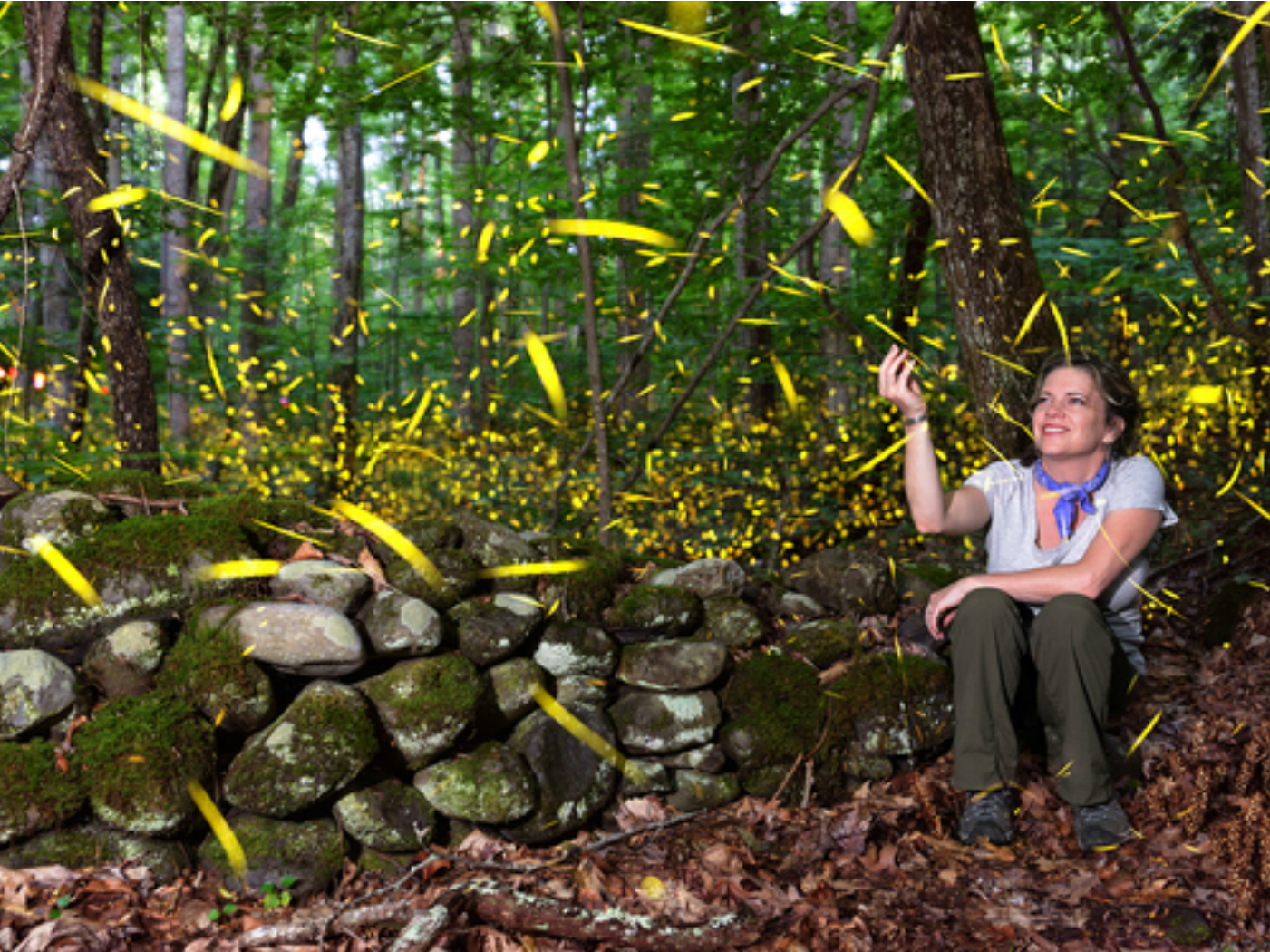 Wie man die große Smoky Mountain Firefly Show beobachtet