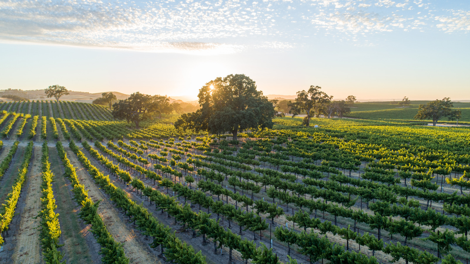 Vergessen Sie das Napa Valley und gönnen Sie sich das entspanntere Weinparadies Kaliforniens