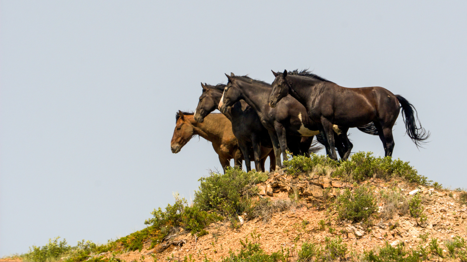 North Dakotas einziger Nationalpark bietet einzigartige Landschaften und malerische Wildtiere
