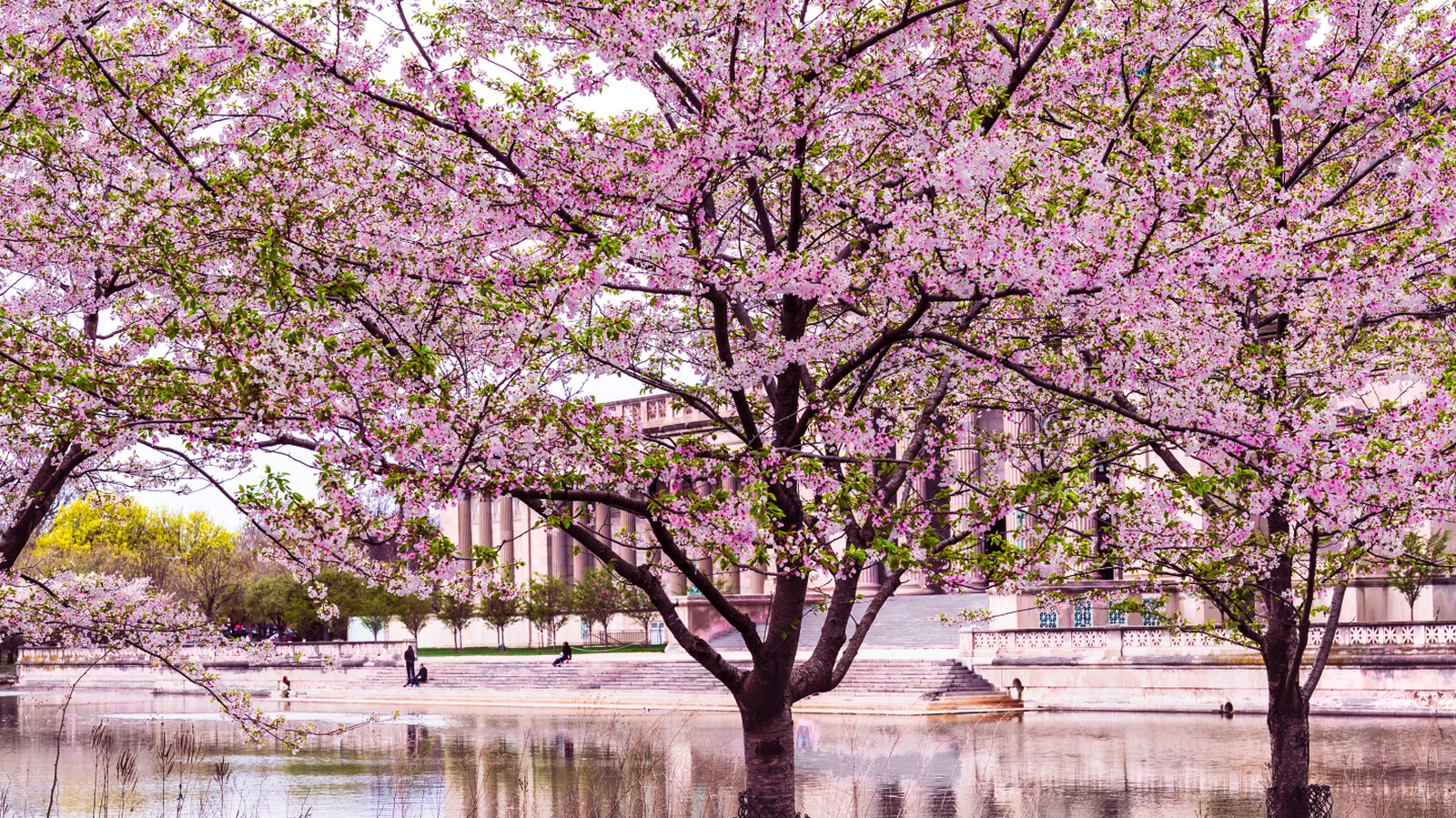 Der Frühling ist die perfekte Zeit, um Chicagos wunderschönen Park mit blühenden Kirschblüten zu besuchen