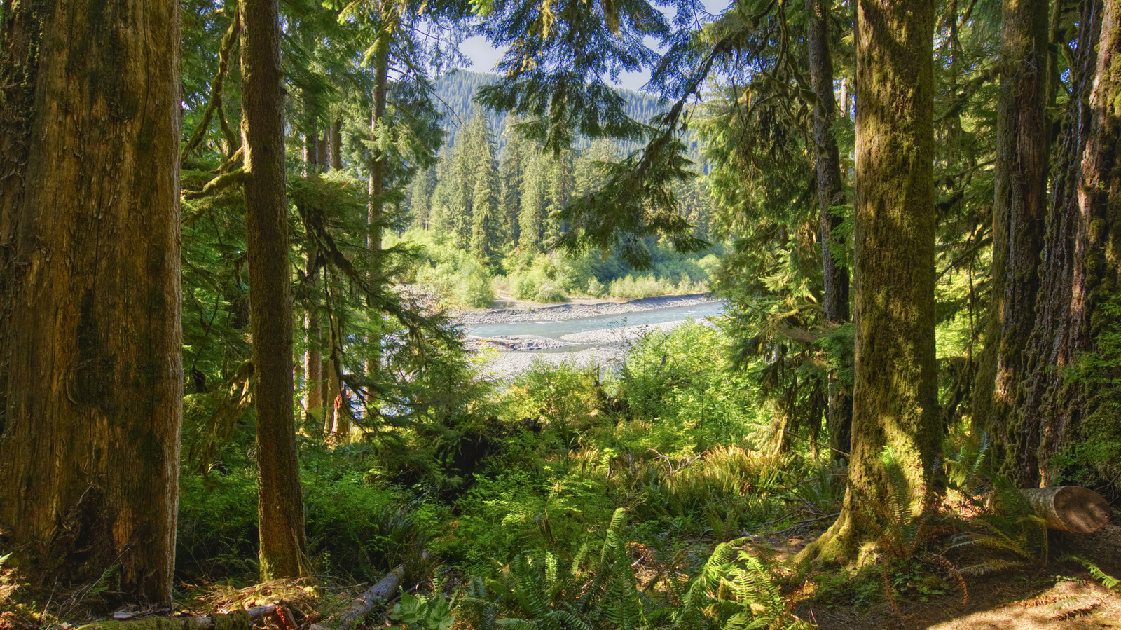 Washington verfügt über einen der beliebtesten Nationalparks der USA
