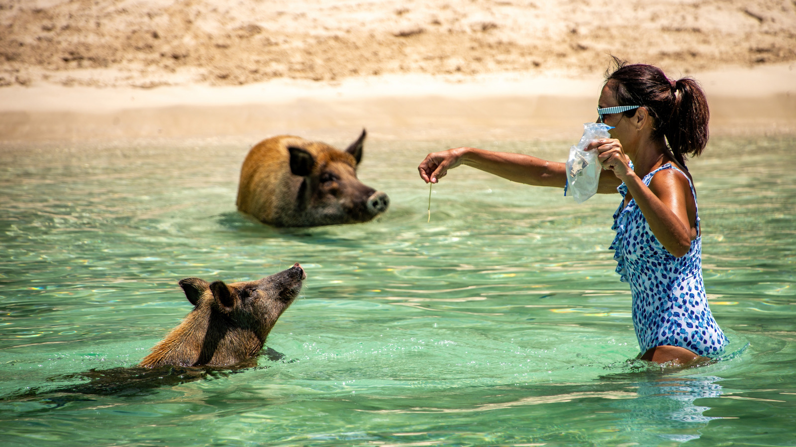 An diesem malerischen Strand in der Karibik können Sie mit Wildschweinen schwimmen